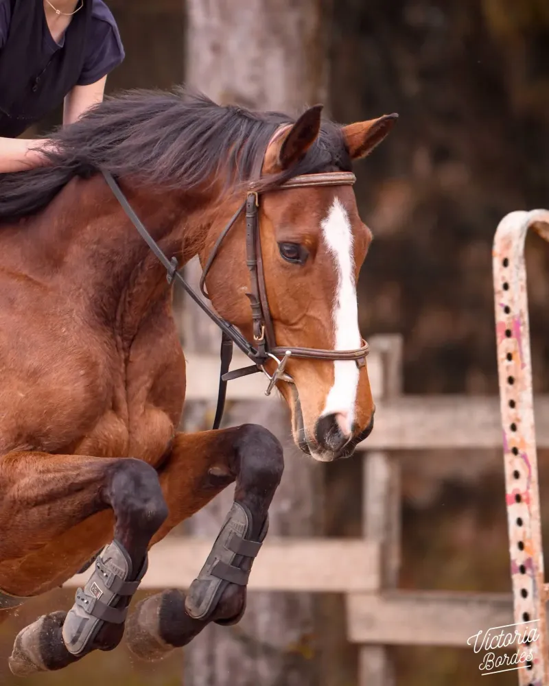 Stage d'équitation près de Benquet